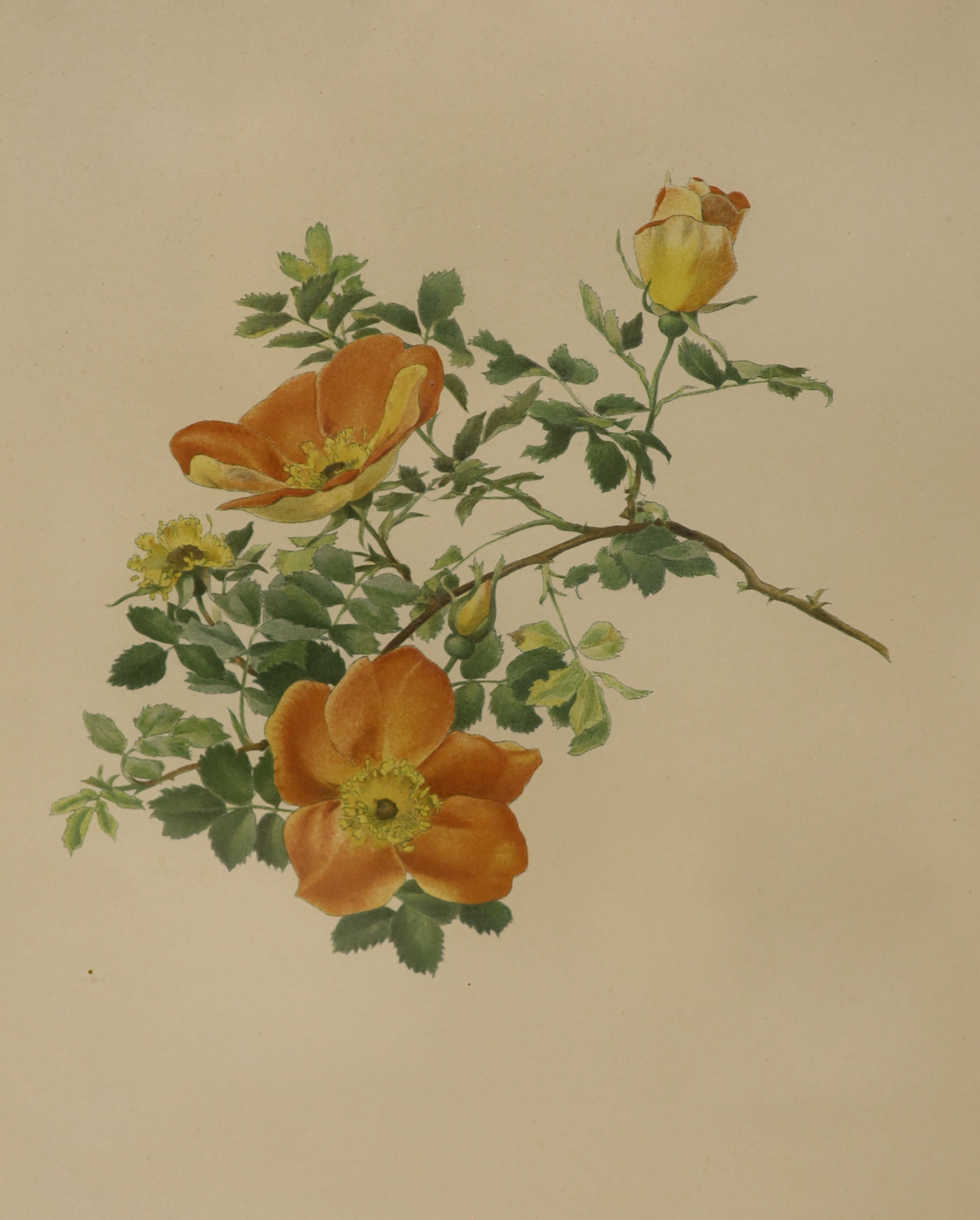 English School, two watercolours, Botanical studies of roses, largest 30 x 24cm